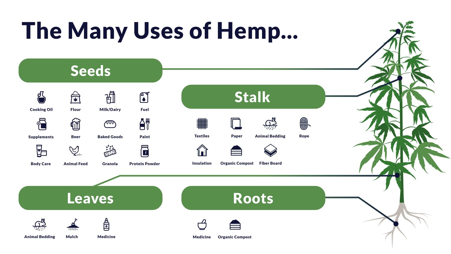 Many uses of hemp