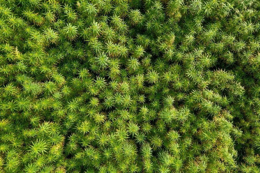 birds eye view of a large cannabis growing field