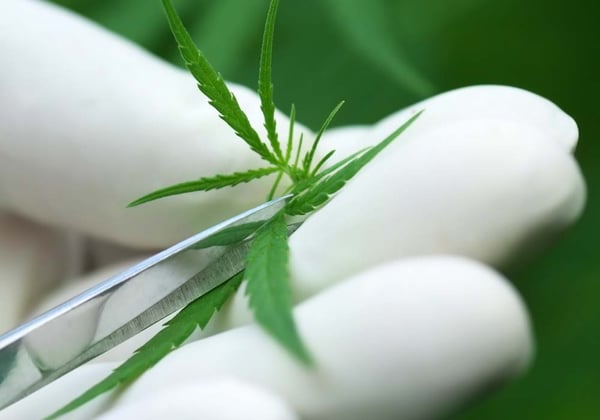 cannabis leaf being trimmed with a pair of scissors