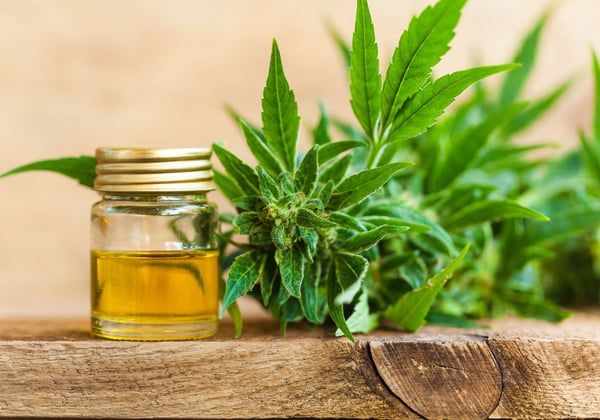 Cannabis and a small jar of CBD oil