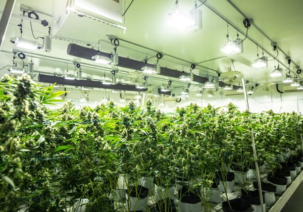 A cannabis facility with many plans and grow lights