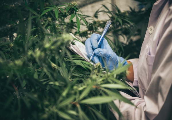 A worker inspects cannabis plants in a grow operation