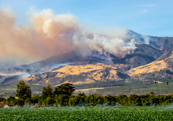 A hillside burns in a wildfire