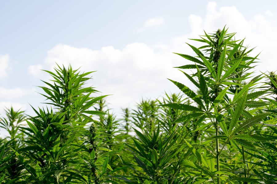 tall cannabis plants growing in an open field