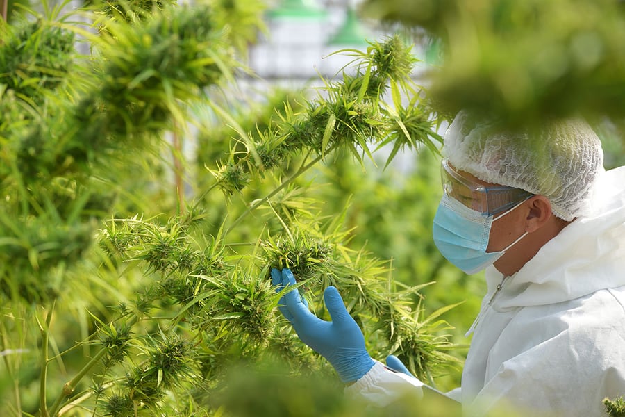 person wearing gloves and hairnet inspecting a growing cannabis plant