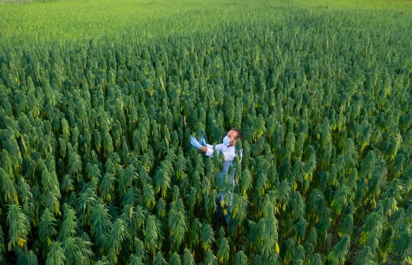 Man inspects hemp cannabis crop growing in a field