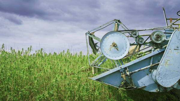 hemp harvester machine in a field of plants