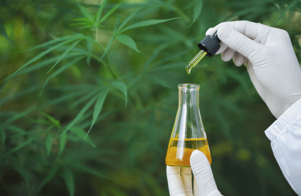 Scientist synthesizing hemp oil