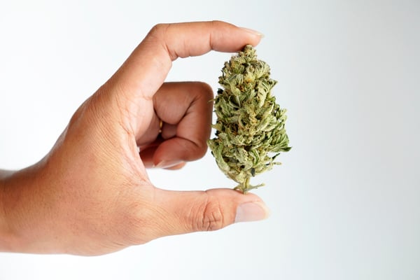 holding marijuana bud between two fingers