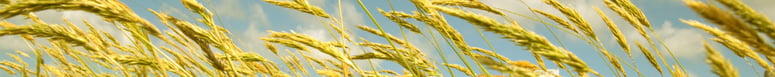 ie-march2-header-2