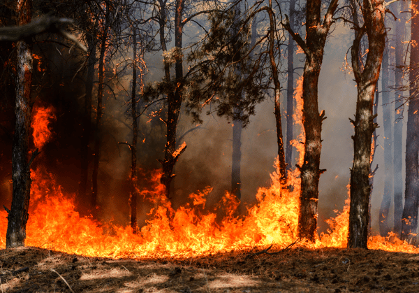 wildfire burning