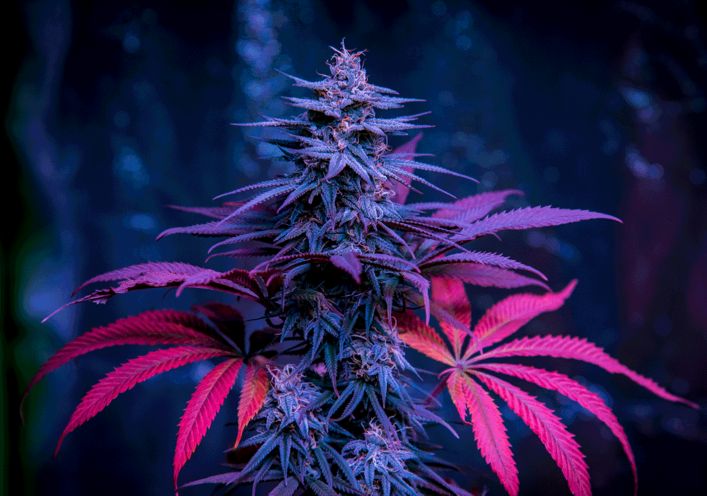 cs-cannabis-01