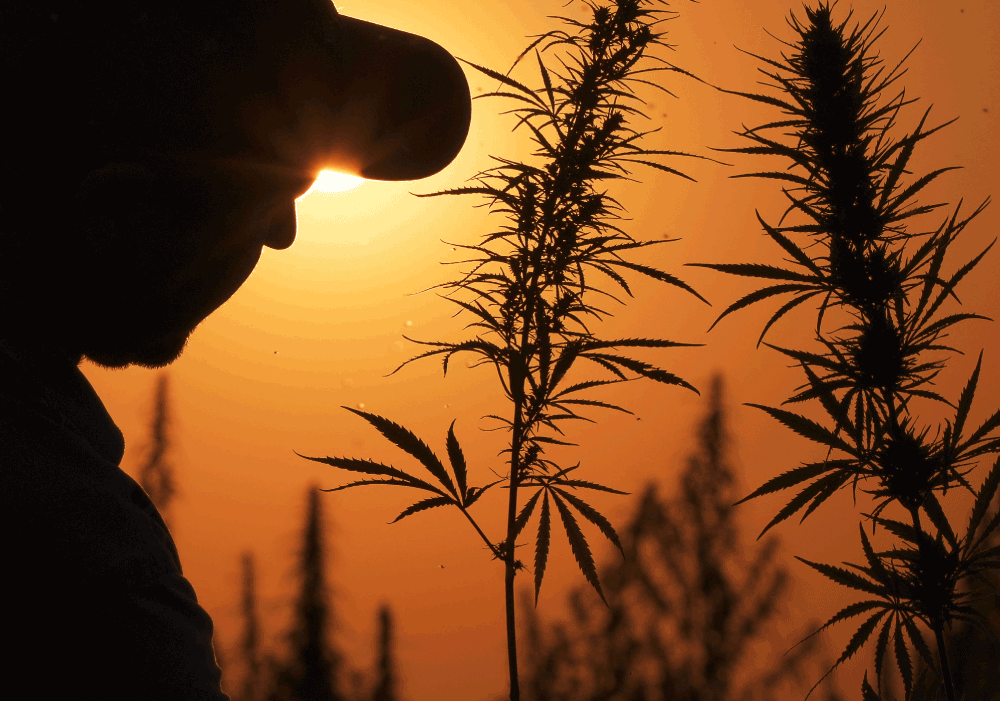 person in cannabis field in sun