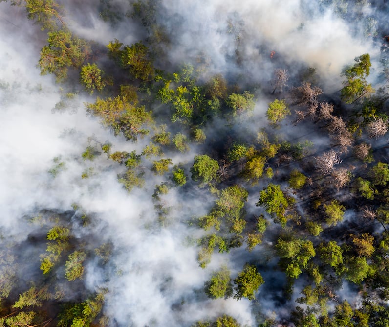 overhead view of forest with smoke